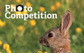 Wildlife Photo Contest Series For International Photographers Photo Contest Contest Photo