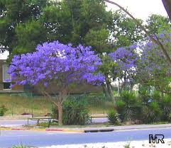 Its branches form an impressive canopy. Florida Landscaping Florida Plants Florida Gardening