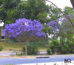 We did not find results for: Paisagismo Da Florida Cultivo De Plantas Jardins Ao Ar Livre