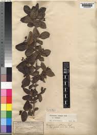 Image result for Psorospermum baumii