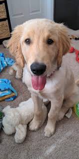 Meet My Dog Challenge INTRODUCE YOUR DOG Name: Oliver Spatz Nickname:.  Buddy, baby, handsome, fluffer butt Breed: Golden Retriever/doodle Age: 2.5  years Favorite Food: duck jerky, anything I have, peanut butter, buffalo