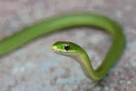 Lisa Brickett Timeline Photos Garden Snakes Cute Snake Green Snake