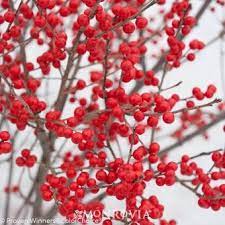Berry Poppins Winterberry Winter Garden Winterberry Winterberry Holly