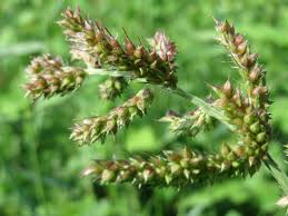Image result for Echinochloa brevipedicellata