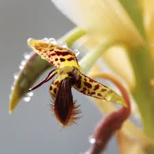 Image result for Bulbophyllum schinzianum