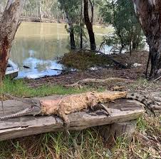The crocodile in the dream state is more aggressive than the alligator, if you are being attacked in a dream the interpretation to see a dead or floating crocodile in a dream can also be associated with having success in waking life. Dead Crocodile Sighted In The Murray River Near Barham Nsw Video Photos Bendigo Advertiser Bendigo Vic