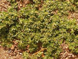 Image result for Guilleminea densa