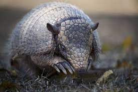 How Much Do You Really Know About Armadillos Armadillo Rare Animals Cute Baby Animals