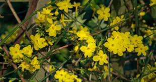 Image result for Jasminum nudiflorum