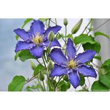 Climbers develop tendrils (thin extensions from the stem) or suckers (stem sprouts) for anchorage or twine themselves around their props. Clematis Vine Flower Seeds Shopee Philippines