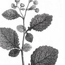 Image result for Dichrocephala