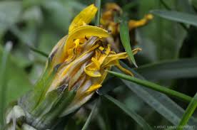 Image result for Taraxacum sp.