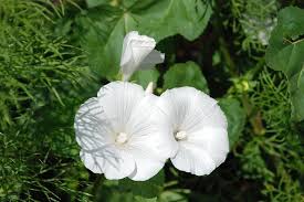 Flowers are the best gifts for any occasion and enhances the beauty of the occasion. 45 Types Of White Flowers With Pictures Flower Glossary
