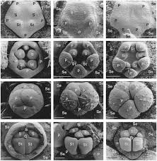 Image result for Streptocarpus solenanthus