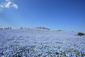 Nemophila, or baby blue eyes, part of the flower fields at hitachi seaside. Nemophila Harmony At Hitachi Seaside Park 2021 Japan Web Magazine