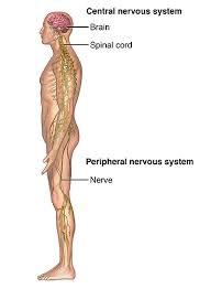 In addition, in this region we also find the major cranial and spinal nerves that connect the central nervous system to the organs, skin, and muscles of the head and neck. Pinched Nerve Cedars Sinai