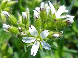 Image result for Cerastium glomeratum