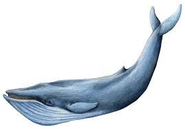 Kit 21 Tys Izobrazhenij Najdeno V Yandeks Kartinkah Whale Blue Whale Whale Pictures