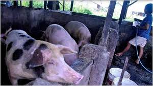 Melainkan ide dan gagasan yang dikembangkan dengan ilmu pengetahuan baru agar sesuai dengan keinginan atau kondisi pasar. Warga Oki Temukan 3 Babi Mati Mendadak Khawatir Inveksi Virus Hog Cholera Ini Kata Dinaspeternakan Tribun Sumsel