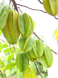 Image result for Averrhoa carambola