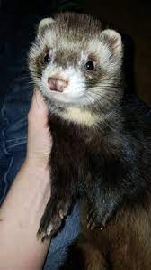 460 Ferret Ideas In 2021 Ferret Cute Ferrets Pet Ferret