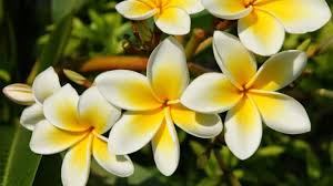 Ketaki Flower: भगवान शिव को केतकी का फूल क्यों नहीं चढ़ाया जाता है?