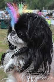 27f47fee26fb496836d352f144257d0d Jpg 427 640 Pixels Japanese Chin Puppies Japanese Chin Dog Dog Grooming