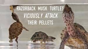 Baby loggerhead musk turtles chilling in their 38 gallon tank, with some neon tetras, golden algae eaters, and corey catfish. Feeding My Baby Musk Turtles Youtube