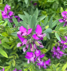 Image result for Polygala myrtifolia