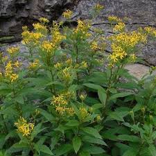 Image result for Senecio inornatus