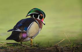 Mandarin duck can survive in various habitats. Bird Of The Week Wood Duck Travis Audubon