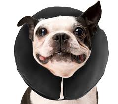 Dog Cone When To Use One And Which One To Choose