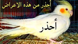 احذر من هذه العلامات علي طائر الكوكتيل الكروان youtube