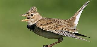 Tentu kita tidak asing lagi dengan jenis burung yang ada di indonesia, kali ini kita akan. Suara Burung Branjangan Juara On Windows Pc Download Free 1 0 Com Yenisu Suaraburungbranjangan