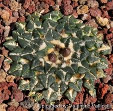 Image result for Kotschya carsonii