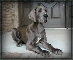All puppies come vaccinated, micro chipped,de wormed,with registration papers. Great Dane Dog Shipping Rates Services