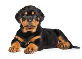 All up to date on shots. 1 Pug Puppies For Sale In Rottweiler Uptown Puppies