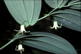 Image result for Streptopetalum