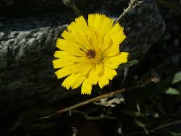 Image result for Tolpis