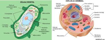 Partes de la celula vegetal. Celula Vegetal Y Celula Animal Origen De La Vida