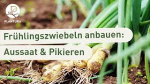 Dafür eignen sich am besten anzuchtplatten aus plastik, die aus vielen kleinen töpfen bestehen. Fruhlingszwiebeln Pflanzen Tipps Zu Aussaat Anbau