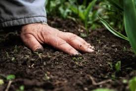 If you're going to go harder, it has to be across the metropolitan area. the outbreak has moved from the eastern suburbs and spread to western sydney. Is It Too Late To Plant Grass Seed In November Jonathan Green