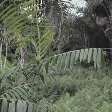 Image result for Eremospatha haullevilleana