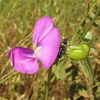 Image result for Vigna multinervis