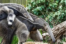 Image result for Tridactyle inaequilonga