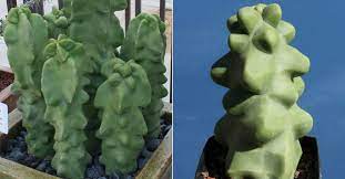 Full size specimens can often reached 6 feet tall with 2 foot wide fans, over time. Pachycereus Schottii F Monstrosus World Of Succulents Cacti And Succulents Totem Pole Totem