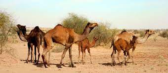 Camel breeding farm is located at a distance of 8 km from the city centre of bikaner. National Research Centre On Camel In Bikaner