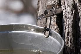 Full ingredients + instructions are. Blog How To Tap Maple Trees And Make Syrup