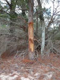 Unfortunately, once the damage is done, there is little that can be done to repair the tree. Deer Sign With Ken Slee Rub Trees Australian Deer Association