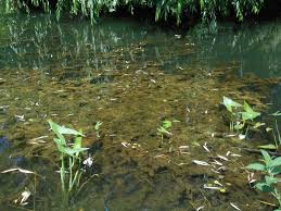 Image result for Wiesneria